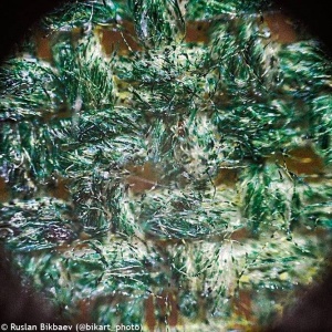 microscope-levenhuk-rainbow-50l-plus-moonstone-24