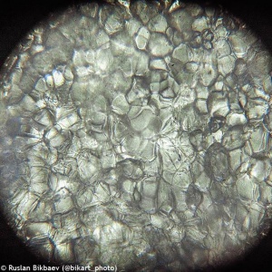 Mikroskop-Levenhuk-Rainbow-50L-PLUS-AmethystAmetist_23