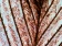 levenhuk-n80-ng-dop07-Bird-feathers