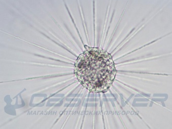 mikroskop_bresser_science_trm-301_6
