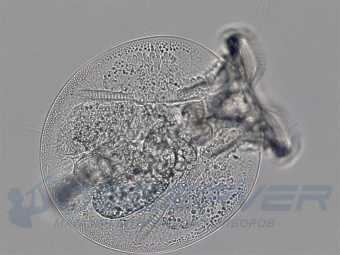 mikroskop_bresser_science_trm-301_4