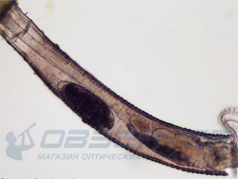 mikroskop_bresser_science_trm-301_3