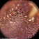 microscope-levenhuk-rainbow-50l-plus-moonstone-27