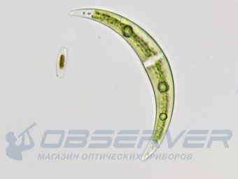 mikroskop_bresser_science_trm-301_5