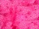 8-Geranium-leaf-epidermis